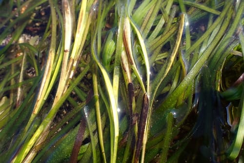 Zostera marina (Water Nut) — photo