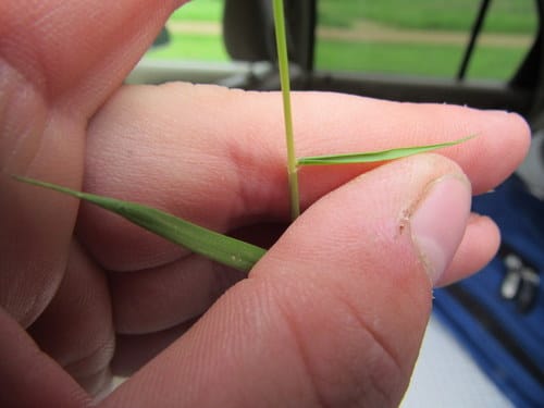 Zoysia japonica (Korean lawn grass) — photo