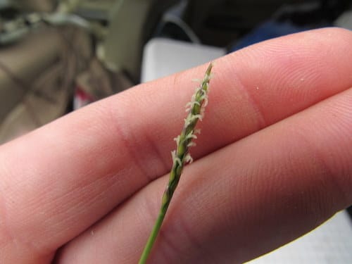 Zoysia japonica (Korean lawn grass) — photo