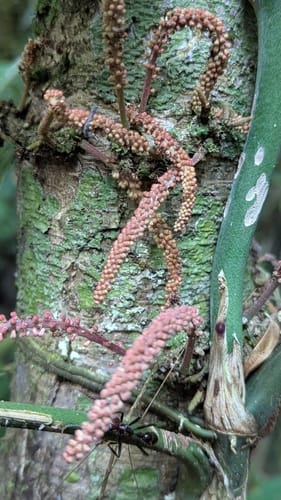Zygia coccinea (Scarlet zygia) — photo