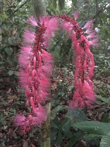Zygia coccinea