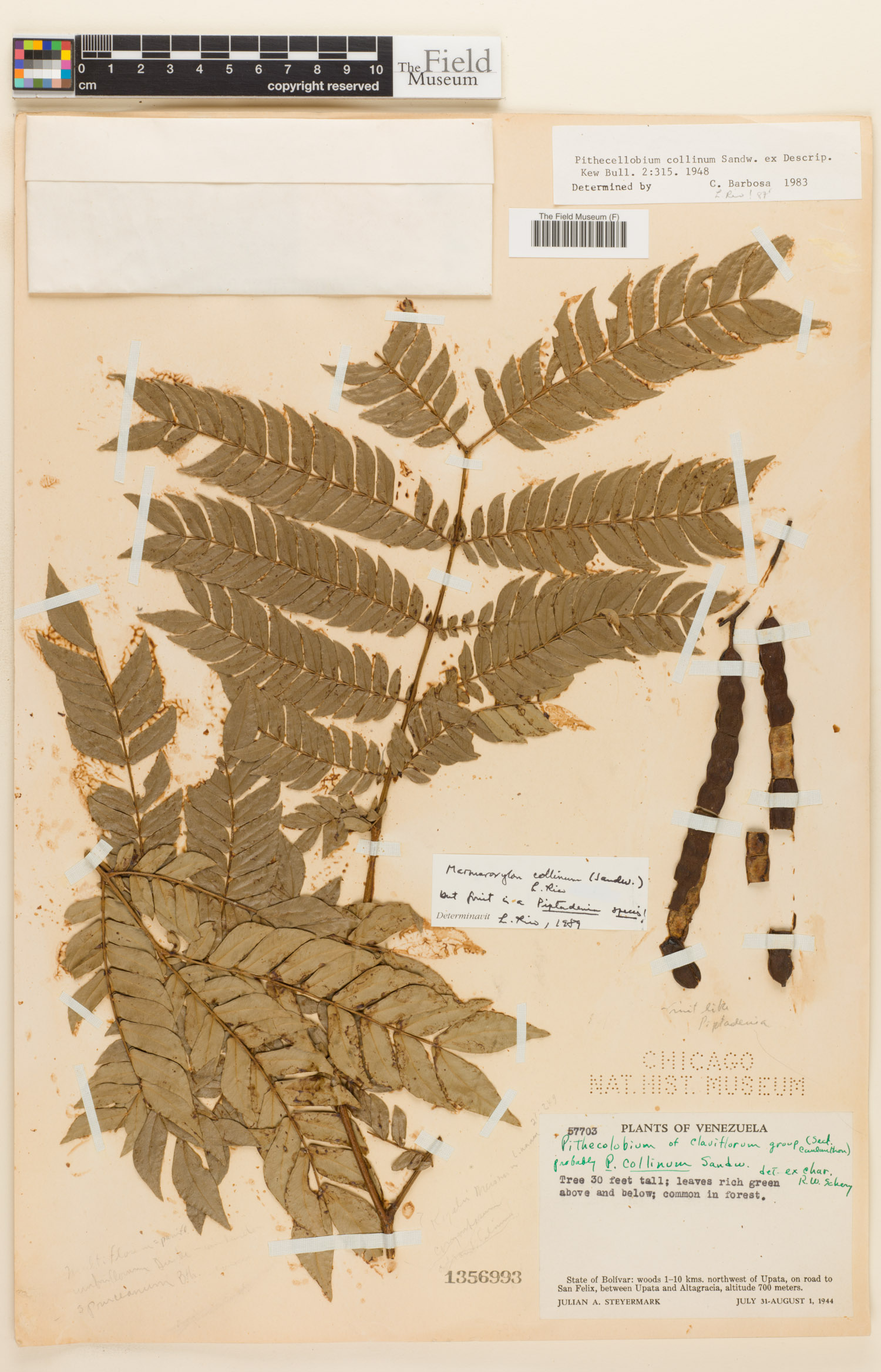 Zygia collina (Hilly zygia) — photo
