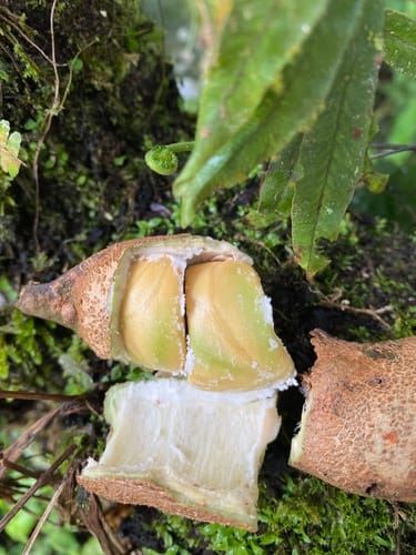 Zygia heteroneura — photo