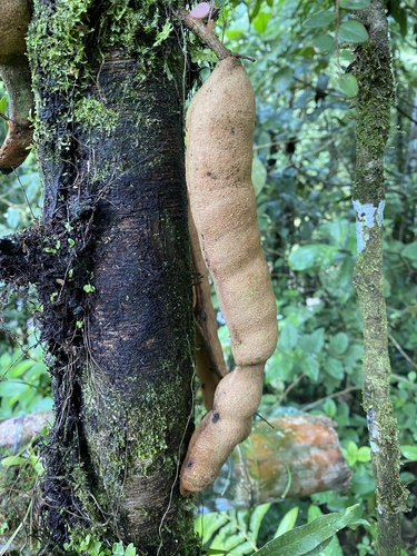 Zygia heteroneura