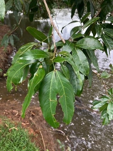 Zygia longifolia (Longleaf zygia) — photo