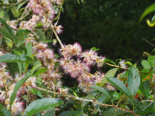 Zygia longifolia