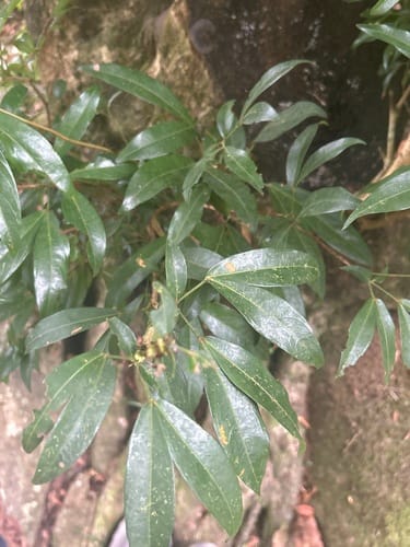 Zygia longifolia (Longleaf zygia) — photo