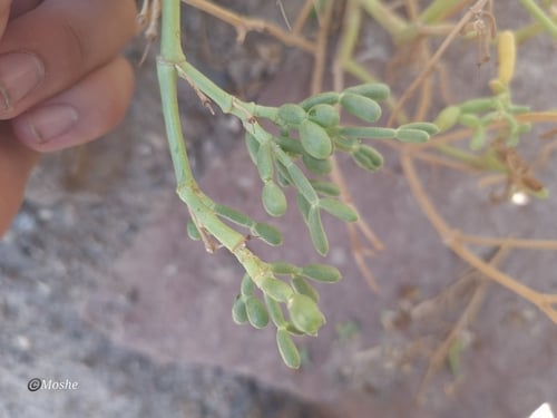 Zygophyllum coccineum — photo