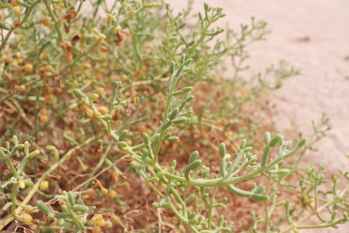 Zygophyllum coccineum — photo