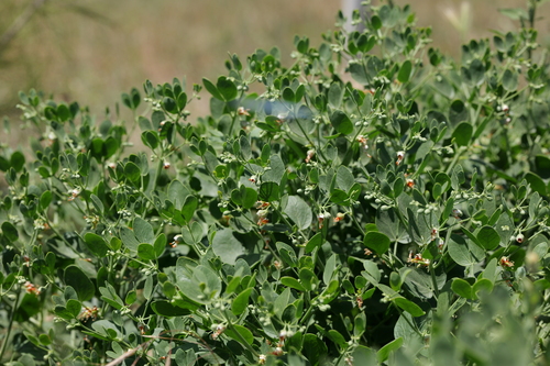 Zygophyllum fabago (Bean caper) — photo
