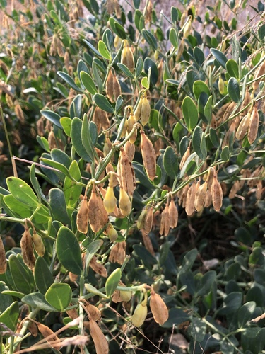 Zygophyllum fabago (Bean caper) — photo