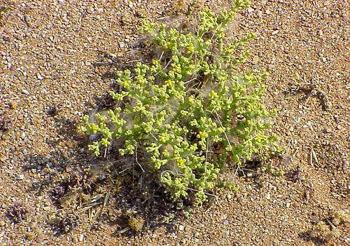Zygophyllum simplex (Simple-leaved bean caper) — photo