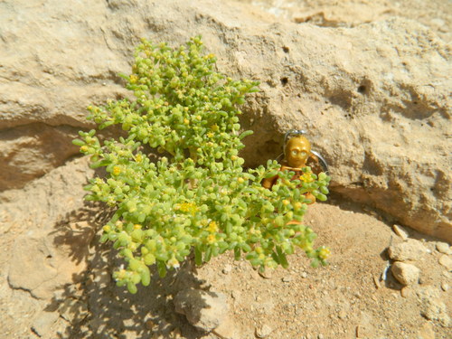 Zygophyllum simplex (Simple-leaved bean caper) — photo
