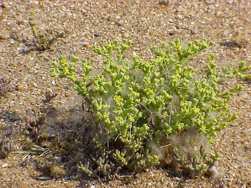 Zygophyllum simplex