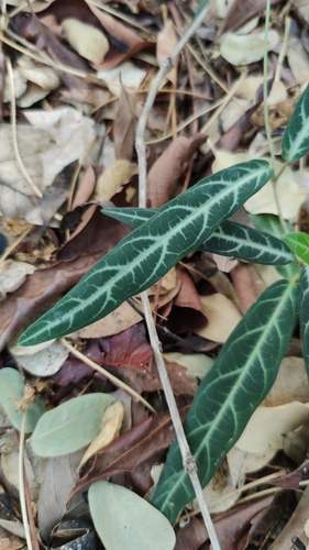 Zygostelma benthamii (Cinnamom vine) — photo
