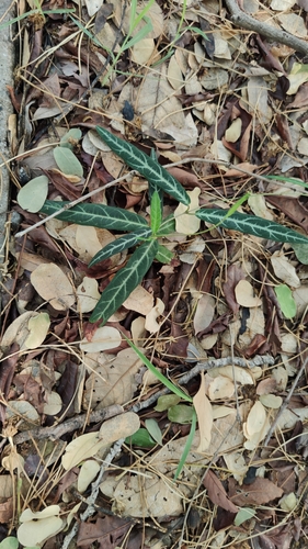 Zygostelma benthamii (Cinnamom vine) — photo